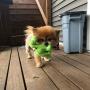 SmartPetLove Tender-Tuffs - Little Green Dino