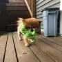 SmartPetLove Tender-Tuffs - Little Green Dino SmartPetLove Tender-Tuffs - Little Green Dino