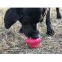 SodaPup - Durable Rubber Cup Cake Treat Dispenser Chew Toy Treat Dispenser Fetch Toy Slow Feeder Made in USA for Aggressive Chewers