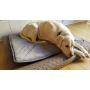 Pet Magasin Thermal Self-Heated Bed for Cat, Pack of 2