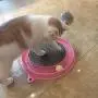 AUOON Cat Scratcher Toy, Cat Turbo Toy, Post Pad Interactive Training Exercise Mouse Play Toy with Turbo and Ball
