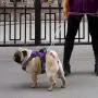 Dog Harness, No-Pull Pet Harness with a Matching dog Leash - Breathable Chest Padded Mesh Adjustable Reflective Dog Vest, Front/Back Leash Clips and Easy Control Handle for Outdoor Walking Training Dog Harness, No-Pull Pet Harness with a Matching dog Leash - Breathable Chest Padded Mesh Adjustable Reflective Dog Vest, Front/Back Leash Clips and Easy Control Handle for Outdoor Walking Training