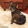 Barkertime Premium Wateproof Dog Diaper - Made in USA - Black Waterproof Premium Dog Diaper for Incontinence, Male Marking, Females in Heat Barkertime Premium Wateproof Dog Diaper - Made in USA - Black Waterproof Premium Dog Diaper for Incontinence, Male Marking, Females in Heat