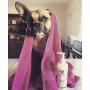 Warren London Hydrating Butter - Dog Leave in Conditioners & Balms for Skin, Coat, Nose, Paw - Made in USA
