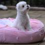 Teafco Otto Pet Bed with Heat Relief Padding, Pink, Round