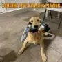 Dog Squeaky Toys No Stuffing, Crinkle Dog Toys for Small Dogs Durable Dog Chew Toys Plush Cute Animals Natural Puppy Toys for Teething Pet Toys Squeak Dog Squeaky Toys No Stuffing, Crinkle Dog Toys for Small Dogs Durable Dog Chew Toys Plush Cute Animals Natural Puppy Toys for Teething Pet Toys Squeak