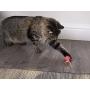 SmartyKat, Crazy Cruiser, Electronic Motion Cat Toy, Interactive Rumble Bug, Vibrates, Lights Up, Batteries Included