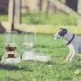 Old Tjikko Water Feeder for Dogs,1 Gallon Feeding Waterer Supplies,Automatic Dog Water Feeder Dispenser Old Tjikko Water Feeder for Dogs,1 Gallon Feeding Waterer Supplies,Automatic Dog Water Feeder Dispenser