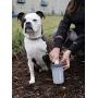 Dexas MudBuster Portable Dog Paw Washer/ Paw Cleaner