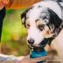 AutoDogMug HIGHWAVE Leak-Tight 22oz, Portable Dog Water Bottle for Walking Hiking and Traveling, BPA-Free Materials, Patented Leak-Proof Design AutoDogMug HIGHWAVE Leak-Tight 22oz, Portable Dog Water Bottle for Walking Hiking and Traveling, BPA-Free Materials, Patented Leak-Proof Design