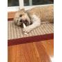 Perfect Pet Chews - Economy Deer Antler Dog Chew (Medium - Dog Weight 20-40 Lbs 3 - Pack) and Elk Antler Burr Bundle