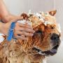 Dog Shower, Pet Bathing Tool, Pet Grooming Head Brush with Hose Attachment, with 3 Adapters, Suitable for Indoor and Outdoor or Garden