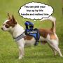 PAWDAY Dog Harness No-Pull Training Pet Harness Adjustable Reflective Breathable Outdoor Pet Vest with Handle for Dogs Easy Control for Small Medium Energetic Heavy Fierce Dog