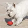 Hero Outer Armor, Durable Ball Dog Toy, Floats & Squeaks