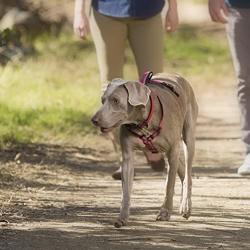 The Company of Animals - Halti Walking Harness