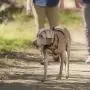 The Company of Animals - Halti Walking Harness The Company of Animals - Halti Walking Harness