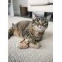 Petlinks HappyNip Catnip Cat Toys with Exciting Silvervine and Catnip