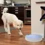 Automatic Pet Feeder for Cats and Small Dogs,Dry&Wet Food Dispenser,6-Meal Trays with Programmable Timer and Music Reminder,Smart Timed Pet Food Feeder with LCD Display(Blue) Automatic Pet Feeder for Cats and Small Dogs,Dry&Wet Food Dispenser,6-Meal Trays with Programmable Timer and Music Reminder,Smart Timed Pet Food Feeder with LCD Display(Blue)
