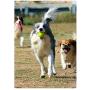 HYJA-Z Dog Toy Ball Pet Supplies Resistance to bite Rubber Solid Ball Elastic Training Dog Ball,Blue