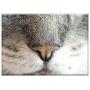 Triple Blank Wall Plate Cover - Cat Nose Feline Animal Pet Smell Sniffing