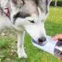 Zomma Dog Water Bottle with Filter, Leakproof Dog Water Dispenser with Drinking Bowl, Food Grade Material, Lightweight Portable Pet Water Bottle for Walking, Hiking, Travel, Easy to Carry, BPA Free Zomma Dog Water Bottle with Filter, Leakproof Dog Water Dispenser with Drinking Bowl, Food Grade Material, Lightweight Portable Pet Water Bottle for Walking, Hiking, Travel, Easy to Carry, BPA Free