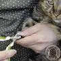 Pet Nail Clippers for Small Animals - Best Cat Nail Clippers & Claw Trimmer for Home Grooming Kit - Professional Grooming Tool for Tiny Dog Cat Bunny Rabbit Bird Puppy Kitten Ferret - Ebook Guide Pet Nail Clippers for Small Animals - Best Cat Nail Clippers & Claw Trimmer for Home Grooming Kit - Professional Grooming Tool for Tiny Dog Cat Bunny Rabbit Bird Puppy Kitten Ferret - Ebook Guide