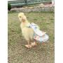 HEZHUO Duck Diapers, Chicken Diapers, Special Diapers for Poultry, Chicken, Duck and Goose Waterproof, Adjustable, Washable and Reusable Diapers，Poultry Supplies, Duck Supplies (S：100克-200克)