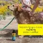 YAYA ORGANICS Dog Whisperer Tick + Flea Dog Shampoo YAYA ORGANICS Dog Whisperer Tick + Flea Dog Shampoo
