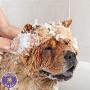 Buddy Wash Dog Shampoo & Conditioner for Dogs with Botanical Extracts and Aloe Vera