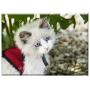 Triple Blank Wall Plate Cover - Kitten Cat Cats Animals Pet