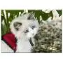 Triple Blank Wall Plate Cover - Kitten Cat Cats Animals Pet Triple Blank Wall Plate Cover - Kitten Cat Cats Animals Pet