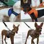 Pet Dog Harness Soft Comfortable Adjustable Strong Dog Harness for Small Medium Large Dog Cat Leash Harness PY0030 Leopard 24x7.5 cm