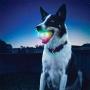 Funny Pets Dog Toys Ball LED Glowing Streak Blinking