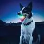 Funny Pets Dog Toys Ball LED Glowing Streak Blinking