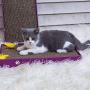 PEEKAB Cat Scratcher Cardboard Cat Wide Scratching Pad Reversible Corrugate Cat Scratch Bad with Box Catnip Included