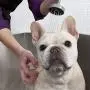 MaddieGirl Organics - Dirty Dog Deep Cleansing Detox Shampoo - Effectively Removes Dirt & Odor - All-Natural Organic Essential Oils & Botanicals - Vegan, Cruelty Free, No Gluten or GMOs - 17oz MaddieGirl Organics - Dirty Dog Deep Cleansing Detox Shampoo - Effectively Removes Dirt & Odor - All-Natural Organic Essential Oils & Botanicals - Vegan, Cruelty Free, No Gluten or GMOs - 17oz