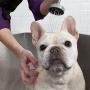 MaddieGirl Organics - Itchy Dog Anti-Itch/Skin-Soothing Shampoo for Dogs - with Organic Essential Oils and Botanicals - Vegan, All-Natural, Cruelty Free, No Gluten or GMOs