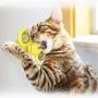 LOVEPET Pet Cat Toys Turntable Windmill Whirling Ball Toys for Cat Kitten Interactive Puzzle Teasing Toys Funny Cats Hair Brush Toys LOVEPET Pet Cat Toys Turntable Windmill Whirling Ball Toys for Cat Kitten Interactive Puzzle Teasing Toys Funny Cats Hair Brush Toys