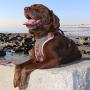 Kurgo Dog Harness for Large, Medium & Small Dogs | Reflective Harness for Running, Walking & Hiking | Everyday Adventure Pet Journey Harness | Grey/Coral, Large