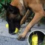 BEANDI Dog Chew Toys for Aggressive Chewers: Squeaky Dog Toys with Natural Rubber/Dog Toothbrush Pet Toys, Almost Indestructible and Durable Dog Toys for Medium/Small Pets (M, Yellow) BEANDI Dog Chew Toys for Aggressive Chewers: Squeaky Dog Toys with Natural Rubber/Dog Toothbrush Pet Toys, Almost Indestructible and Durable Dog Toys for Medium/Small Pets (M, Yellow)