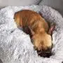 VIAGE Premium Shag Vegan Fur Soft Plush Donut Dog Bed, Soft and Warm Pet Bed for Dogs & Cats Indoor Snooze Sleeping Cozy Kennel (Donut Small 23, Pink Bed) VIAGE Premium Shag Vegan Fur Soft Plush Donut Dog Bed, Soft and Warm Pet Bed for Dogs & Cats Indoor Snooze Sleeping Cozy Kennel (Donut Small 23, Pink Bed)
