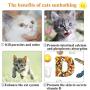 Cat Window Perch, Cat Hammock Window Seat Kitten Transparent Hanging Bed, Space Saving Window Mounted Cat Bed with Durable Heavy Duty 4 Suction Cups Holds up to 22 lbs