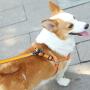 CHBORLESS Reflective Pet Dog Harness and Leash Set Wide Thick Comfortable Neck Chest Strap Padded Cotton Handle Nylon Dog Leash