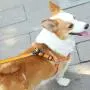CHBORLESS Reflective Pet Dog Harness and Leash Set Wide Thick Comfortable Neck Chest Strap Padded Cotton Handle Nylon Dog Leash CHBORLESS Reflective Pet Dog Harness and Leash Set Wide Thick Comfortable Neck Chest Strap Padded Cotton Handle Nylon Dog Leash