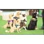 Creation Core Reflective Dog Vest Harness with Sturdy Handle and Removable Patches Comfy Soft Padded