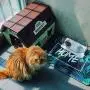 Apofly 1Set Cat Food Bowls Cat Dish Elevated Cat Bowls Pet Feeder Elevated Cat Feeding Bowlscat Bowls with Stand Raised Transparent