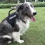 PET OPT Service Dog Vest Harness with Handle Classic Black No Pull Gentle,Adjustable Dog Vest Reflective Easy for Walking Training PET OPT Service Dog Vest Harness with Handle Classic Black No Pull Gentle,Adjustable Dog Vest Reflective Easy for Walking Training