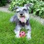 Gnawsome 2.5” Squeak & Light Soccer Ball Dog Toy - Small, Promotes Dental and Gum Health for Your Pet, Colors will vary, 2.5''
