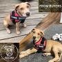 WOCUME Dog Harness No Pull Adjustable Pet Vest Harness Training Vest Working Dog Chest Harness with Handle,No More Pulling, Tugging or Choking