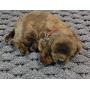 Rockport Rope 2030601 Super Duty Pet Mat, 20'' x 30'', Small, Tan